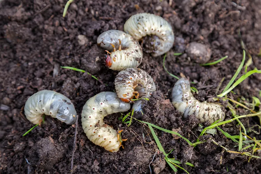 Common Signs of Grub Damage and Lawn Recovery Tips Saginaw, MI