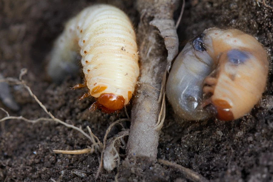 Detailed Grub Control in Saginaw, MI