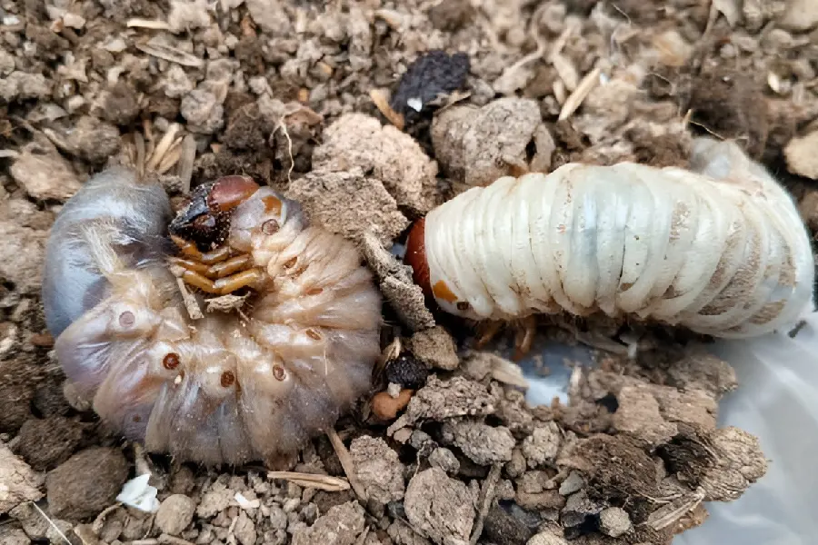Exceptional Grub Control in Saginaw, MI