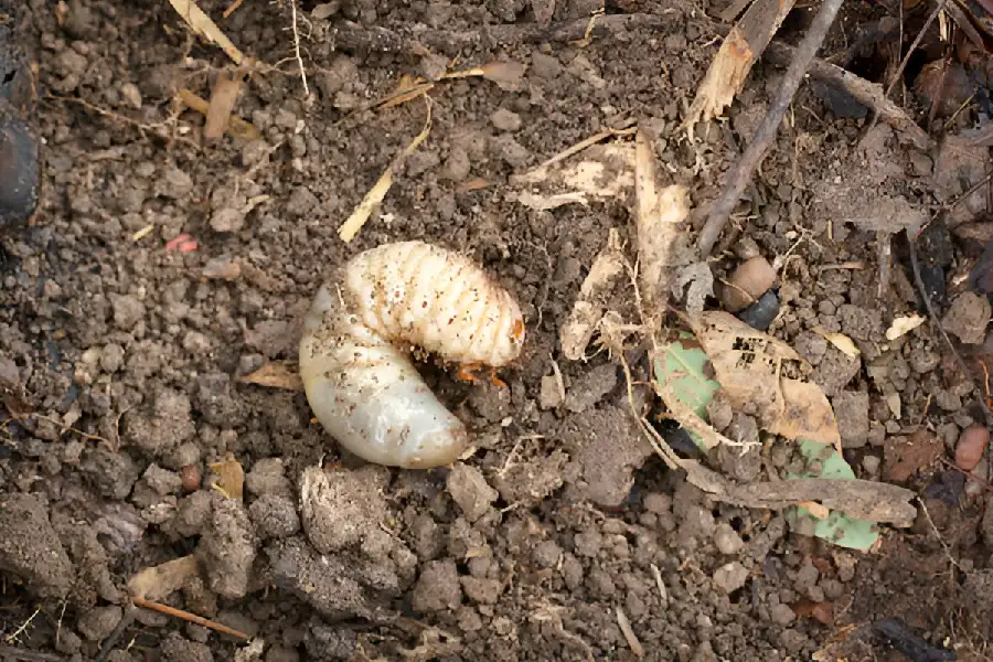High-quality Grub Control in Saginaw, MI
