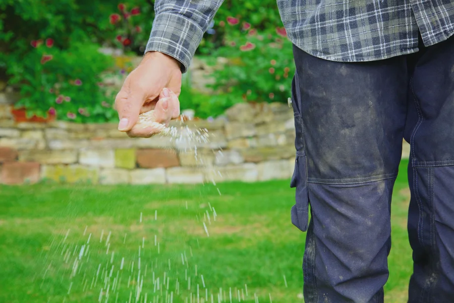 How Lawn Fertilization Strengthens Weed Resistance Saginaw, MI