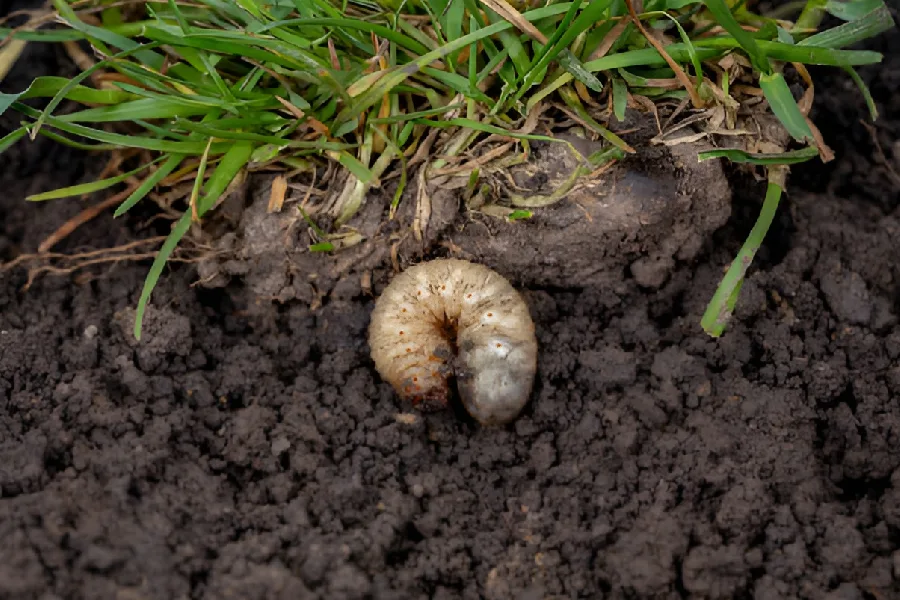 Identifying Grub Infestations in Residential Lawns Saginaw, MI