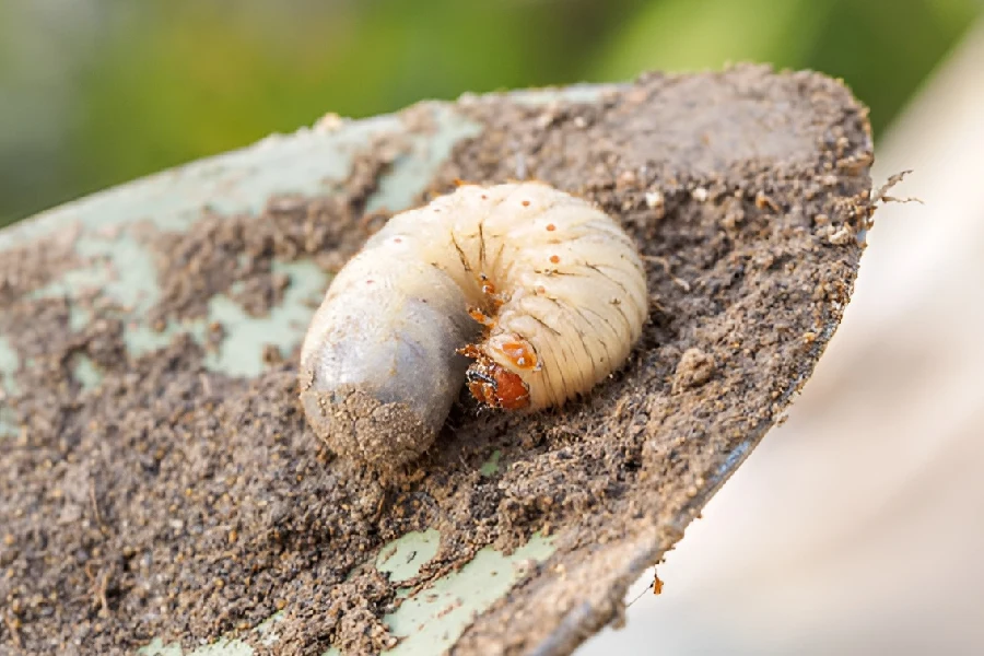 Identifying Grub Infestations in Residential Lawns in Saginaw, MI