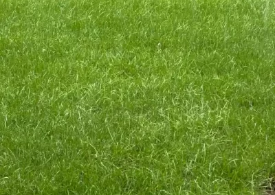 Lawn Weed Control Service