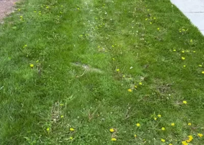 Weeding Services 1